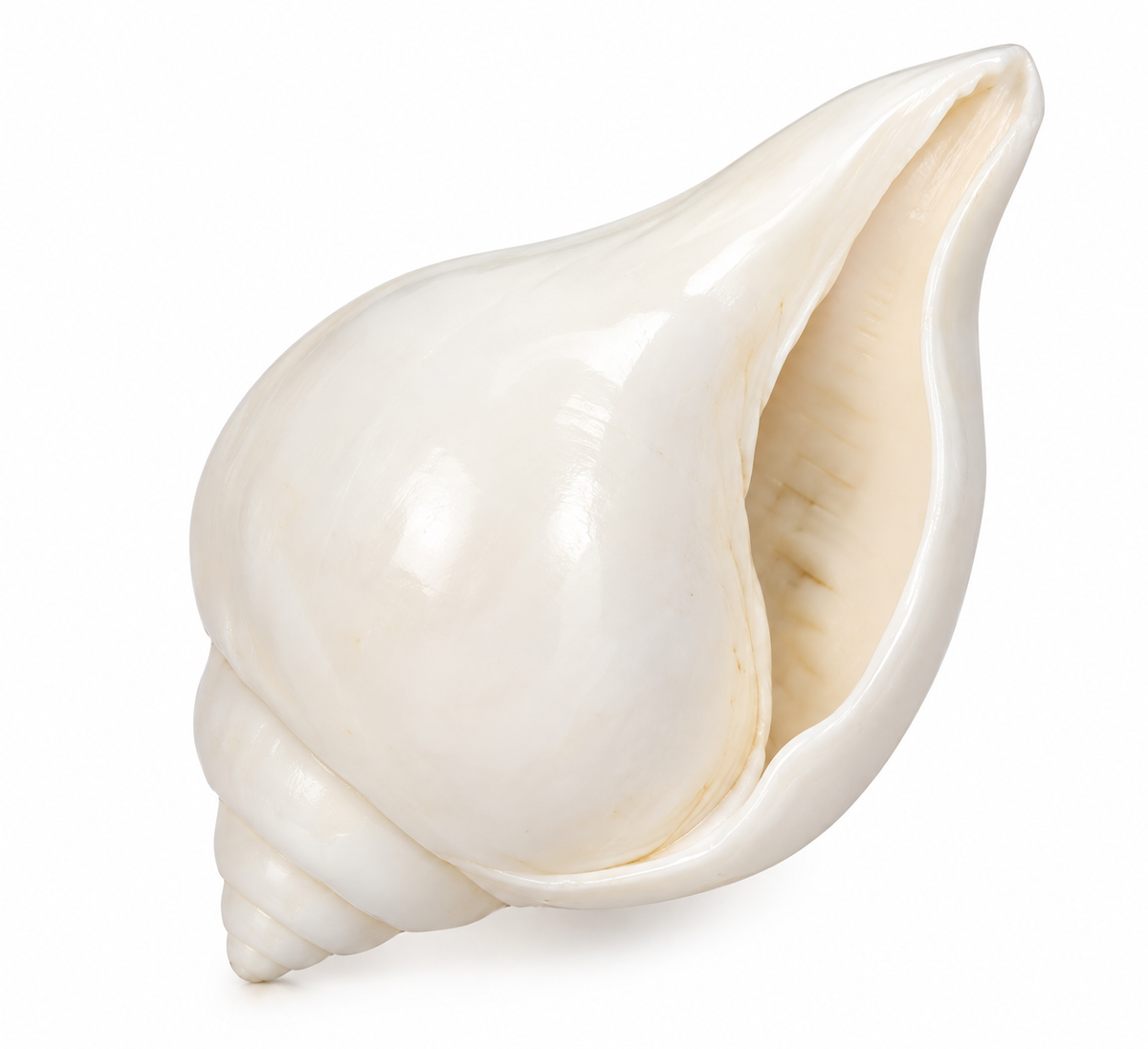 Theertha Shangu Shell