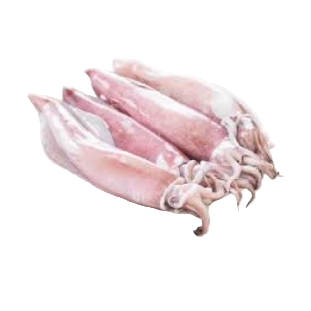 Fresh Squid (Kanava)