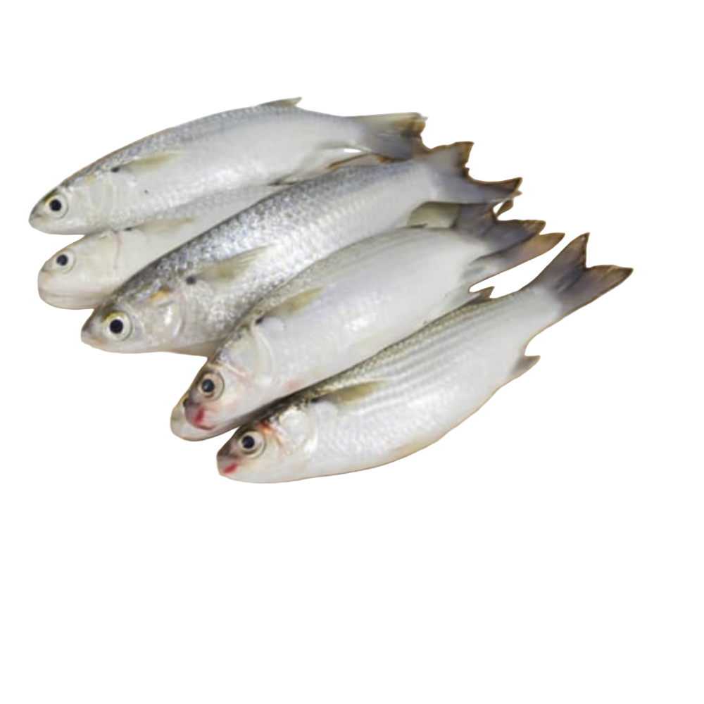 Fresh Grey Mullet (Thirutha) Fish