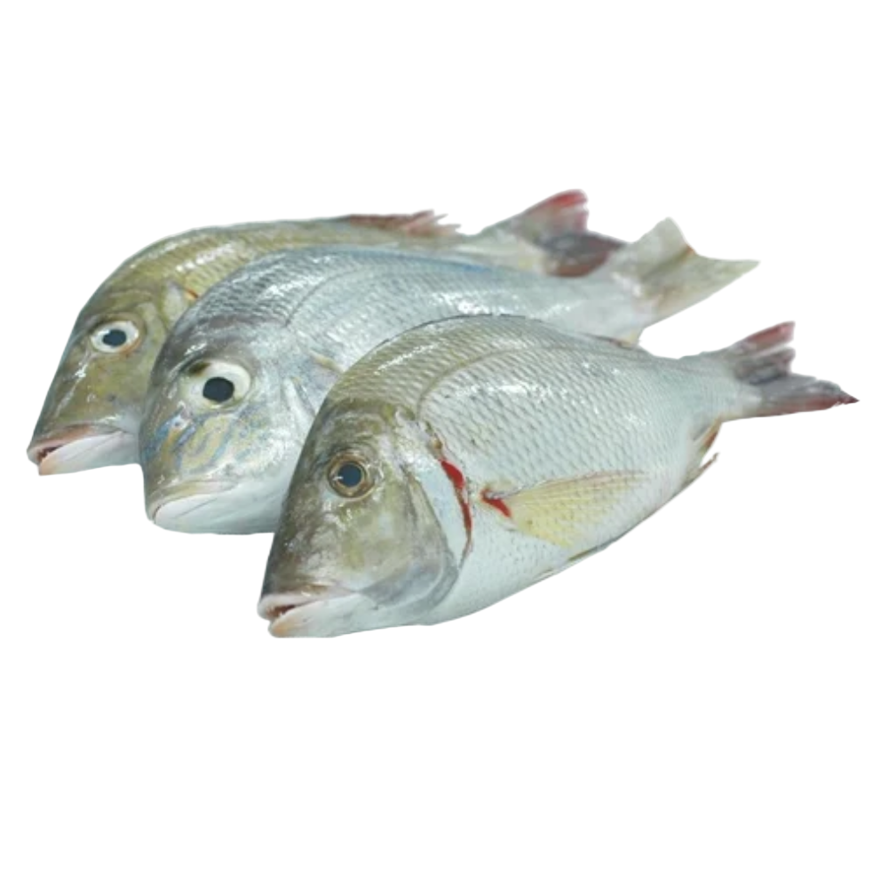 Fresh Emperor (Vila) Fish