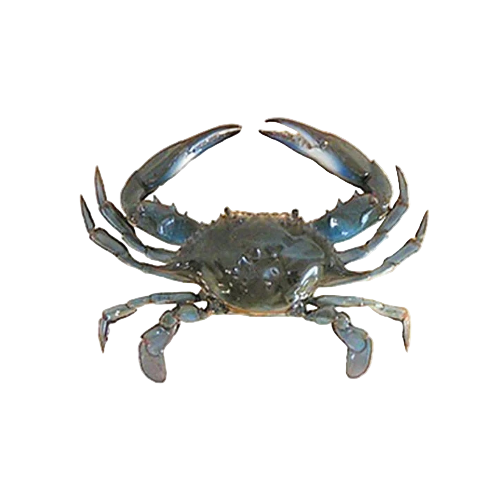 Fresh Blue Crab Whole 1kg