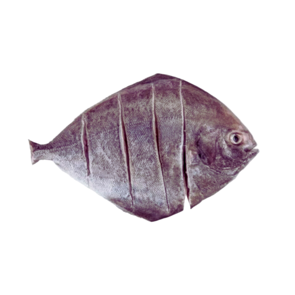 Fresh Black Pomfret (Avoli) Fish