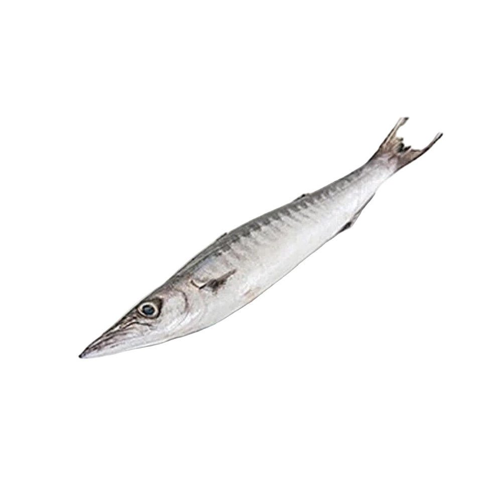 Fresh Barracuda (Cheelavu) Fish