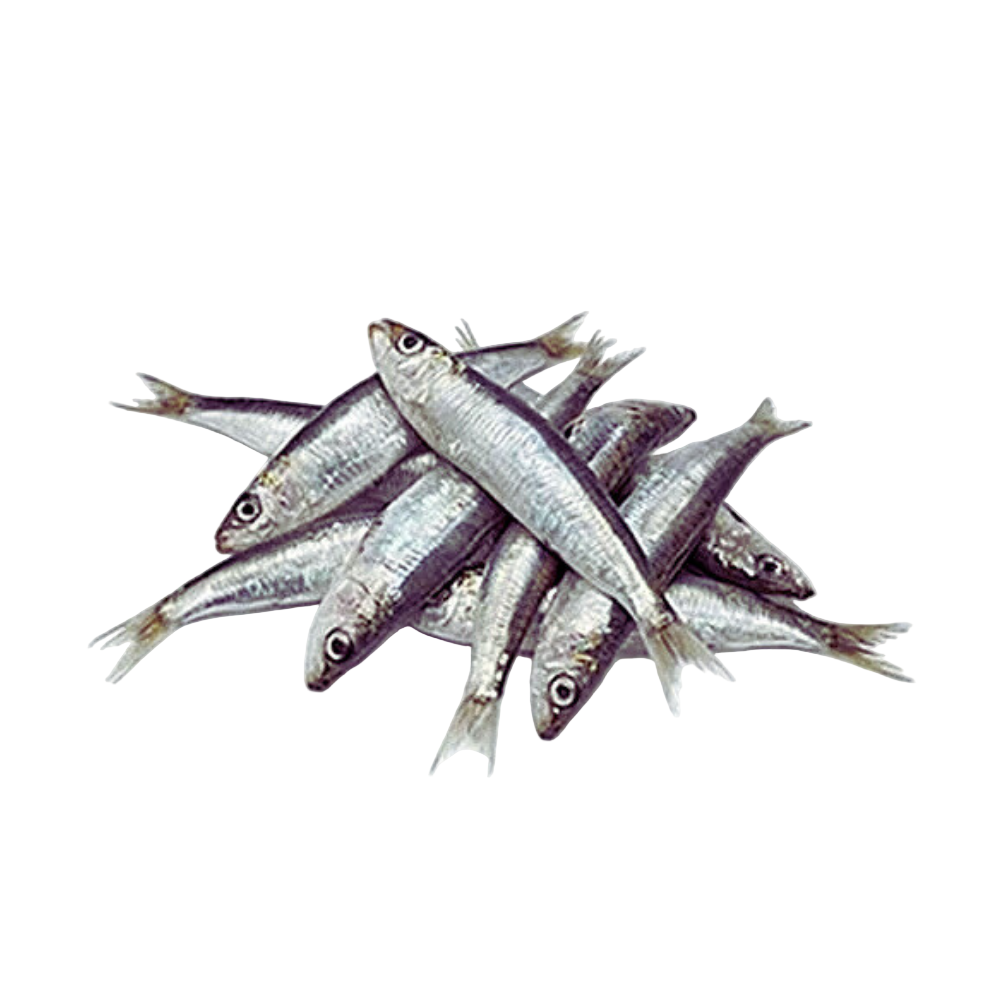 Fresh Sardine (European)