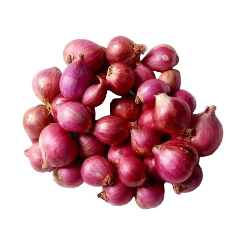 Shallot Onion