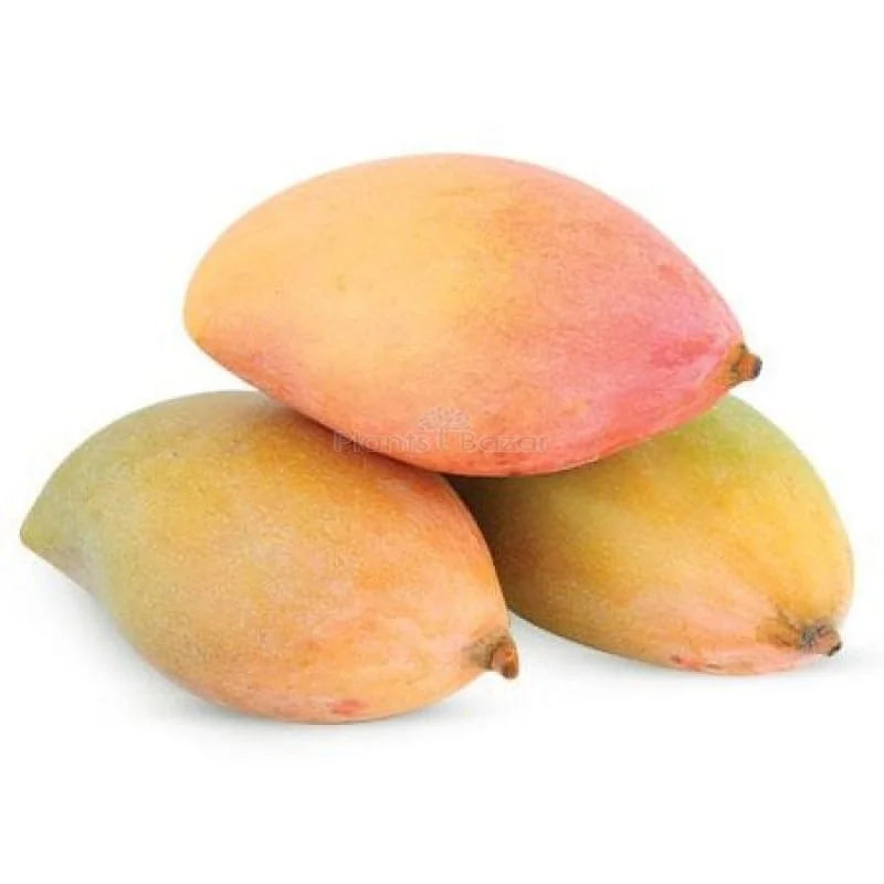 Totapuri Mangoes 500g