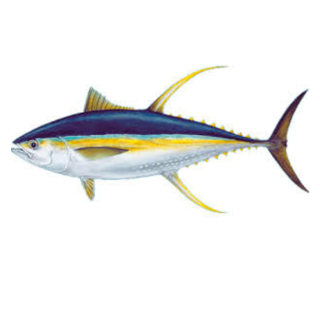Fresh Yellowfin Tuna Fish