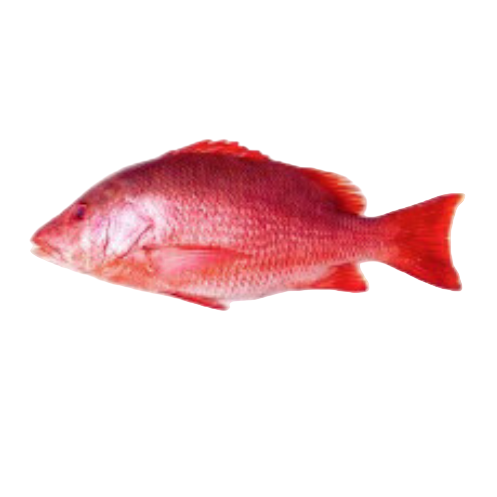 Fresh Red Snapper Fish