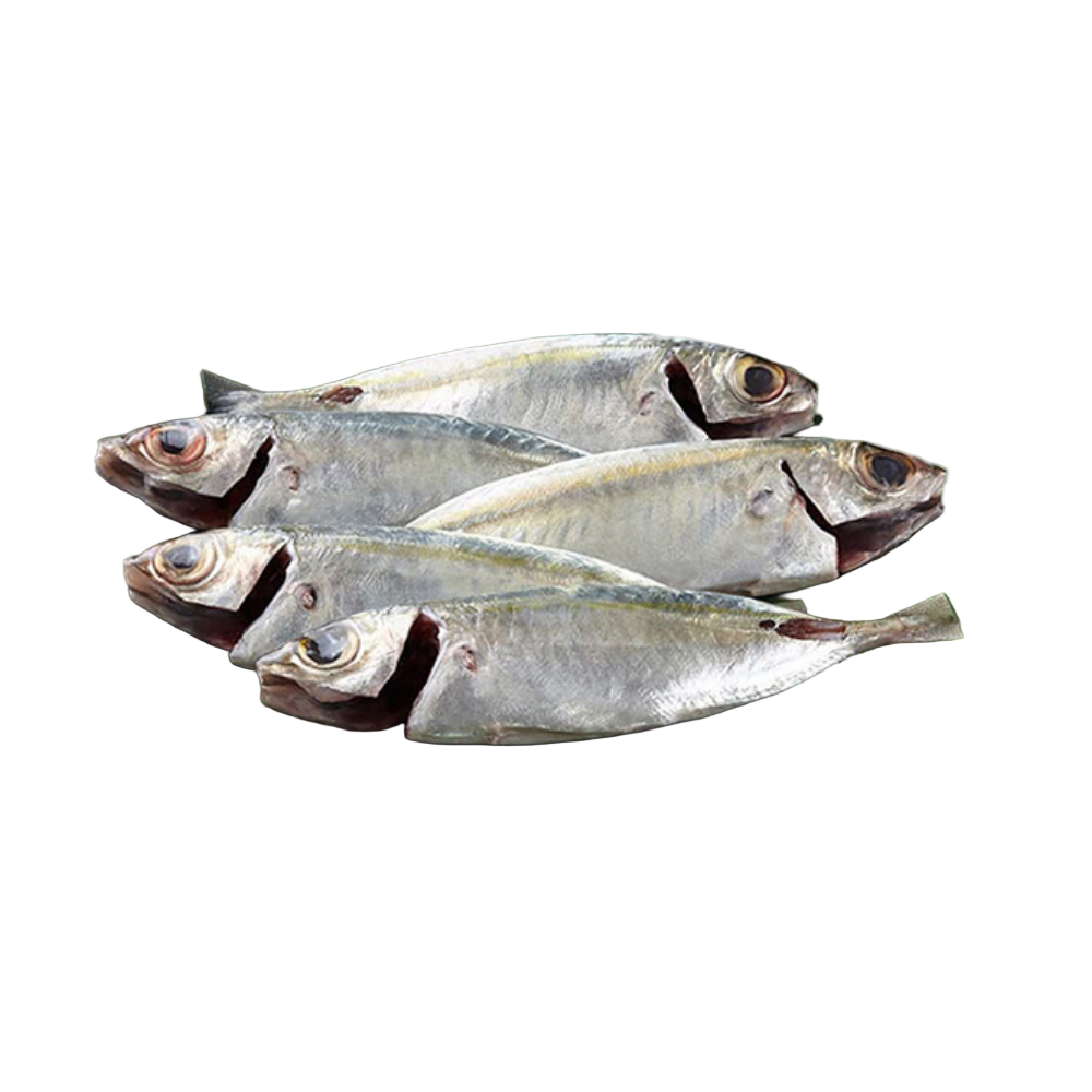 Fresh Indian Mackerel (Ayala) Fish