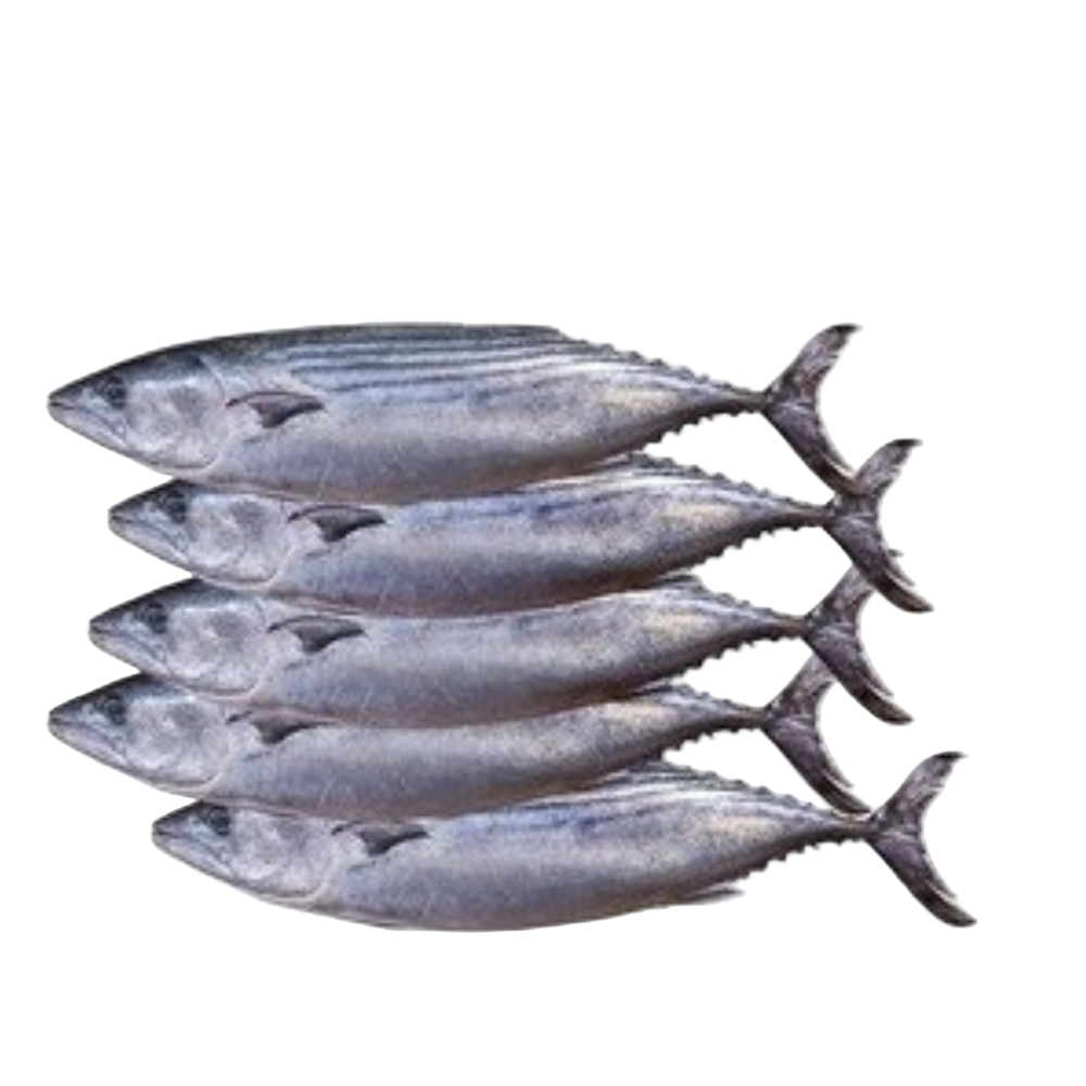 Fresh Bonito Tuna (Neymeen / Choora) Fish