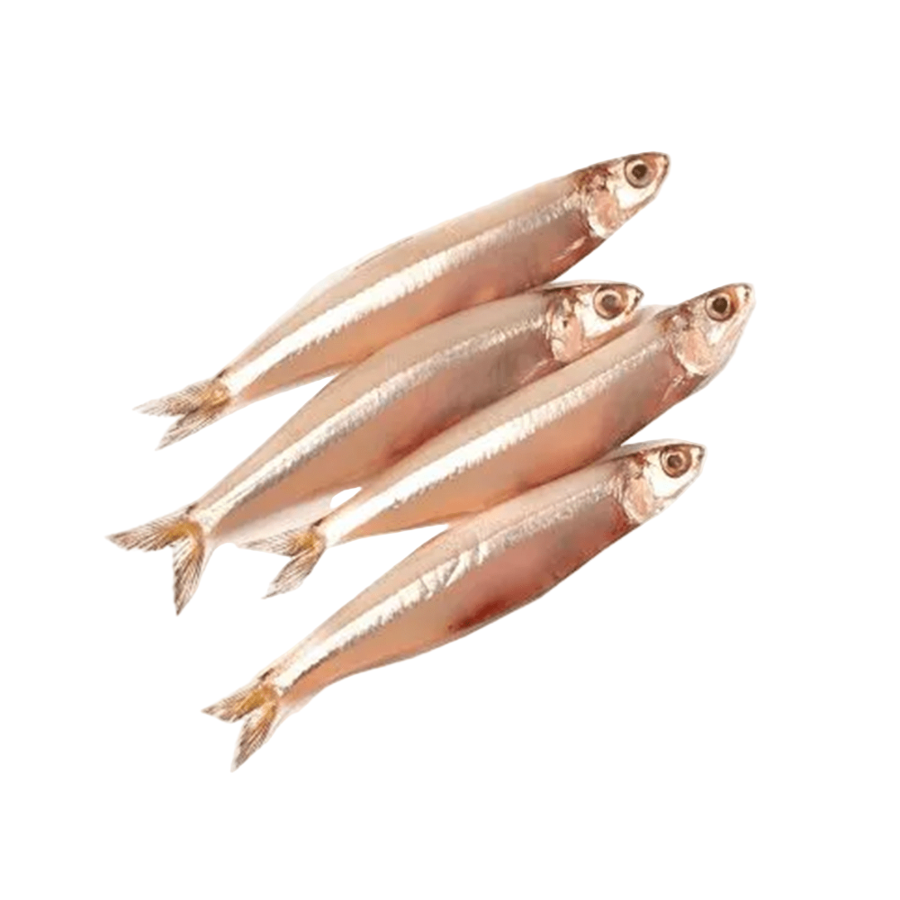 Fresh Anchovy Fish
