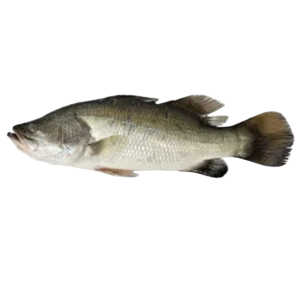 Fresh Barramundi (Kalanji) Fish