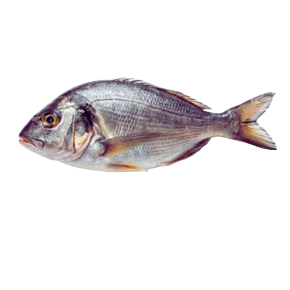 Fresh Sea Bream Fish