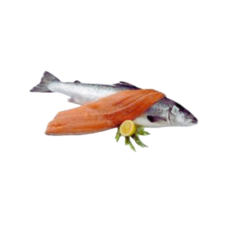 Fresh Salmon Fish