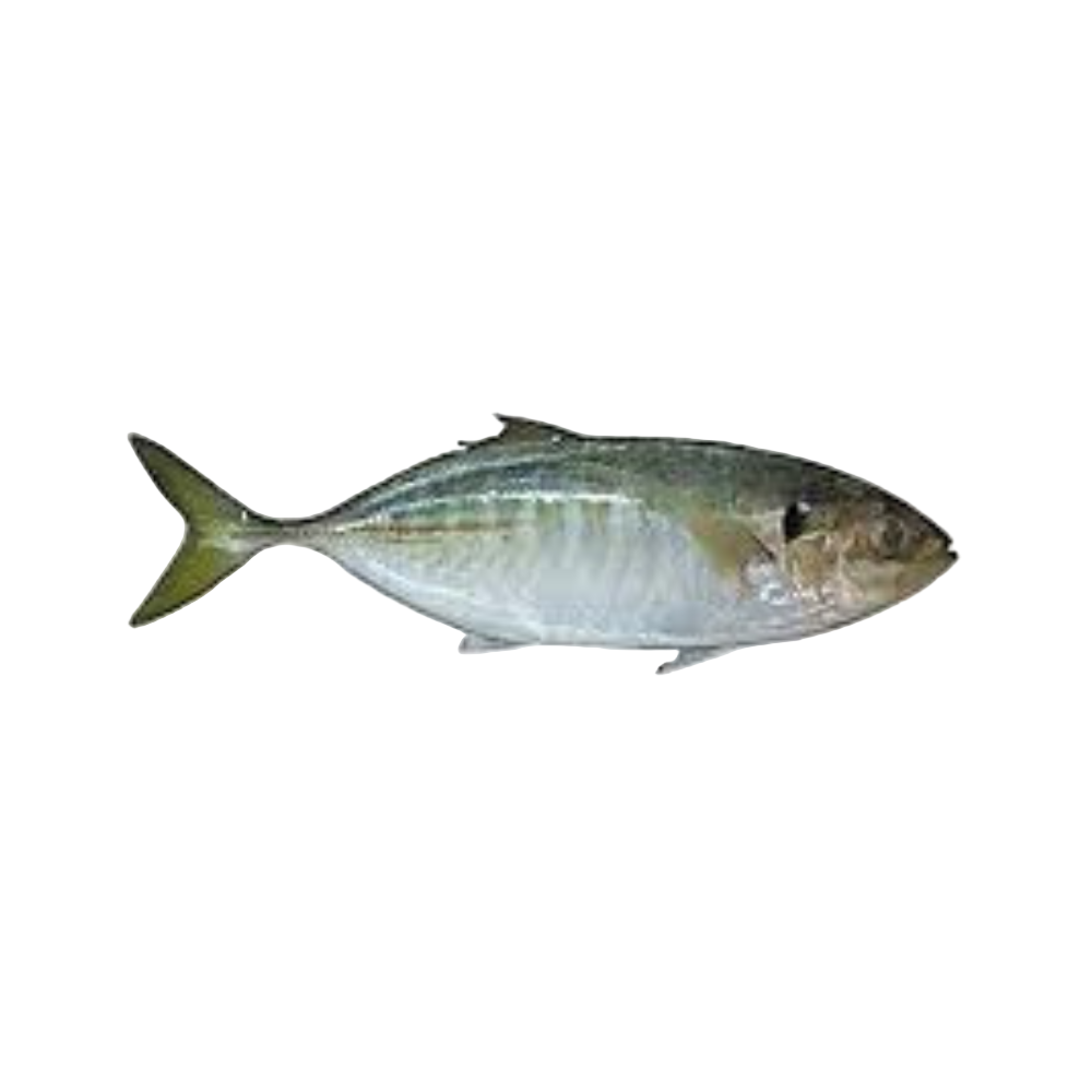 Fresh Trevally Fish (Parai)